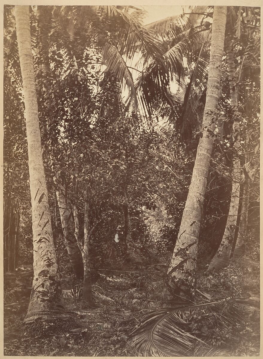 Tropical Scenery, Forest Near Turbo, John Moran (American (born England), Bolton, Lancashire 1821–1903 Pennsylvania), Albumen silver print from glass negative 