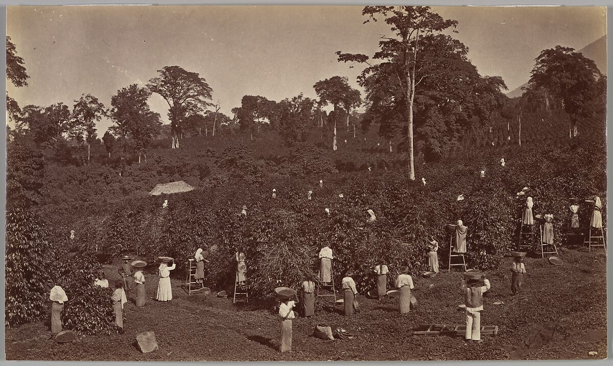 Eadweard Muybridge | Coffee Harvesting, Las Nubes-Guatemala | The 