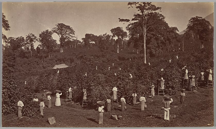 Coffee Harvesting, Las Nubes-Guatemala