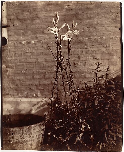 Lys, Eugène Atget (French, Libourne 1857–1927 Paris), Albumen silver print from glass negative 