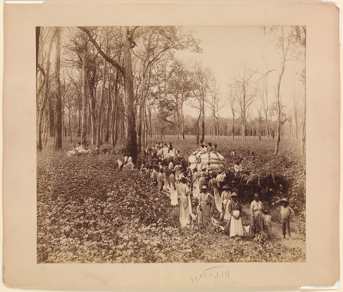 12 O'clock in the Deadening, John Horgan, Jr. (American, Leroy, New York 1859–1926 Scranton, Pennsylvania), Albumen silver print from glass negative 