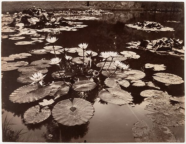 Water Lilies, Eugène Atget (French, Libourne 1857–1927 Paris), Gelatin silver print from glass negative 