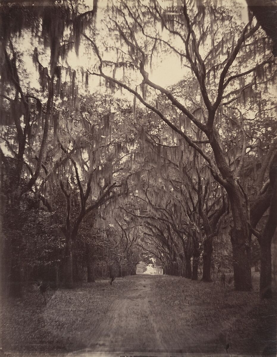 Bonaventure Cemetery, Four Miles from Savannah, George N. Barnard  American, Albumen silver print from glass negative