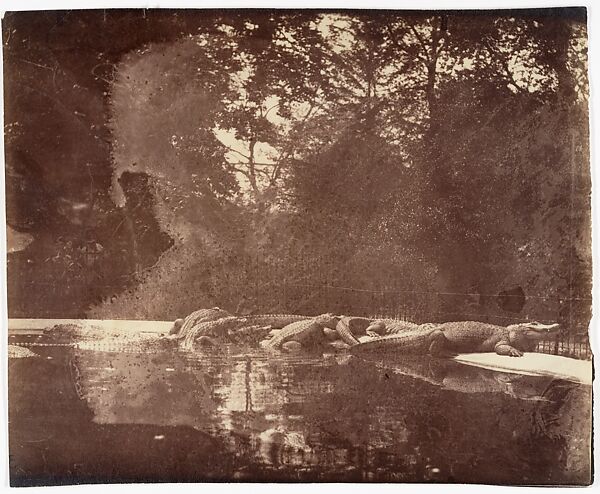 Jardin des Plantes, Eugène Atget (French, Libourne 1857–1927 Paris), Albumen silver print from glass negative 