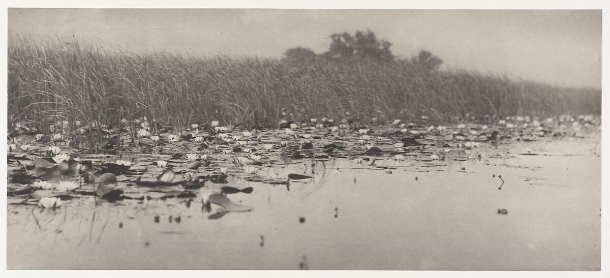 Water-Lilies, Peter Henry Emerson (British (born Cuba), 1856–1936), Platinum print from glass negative 