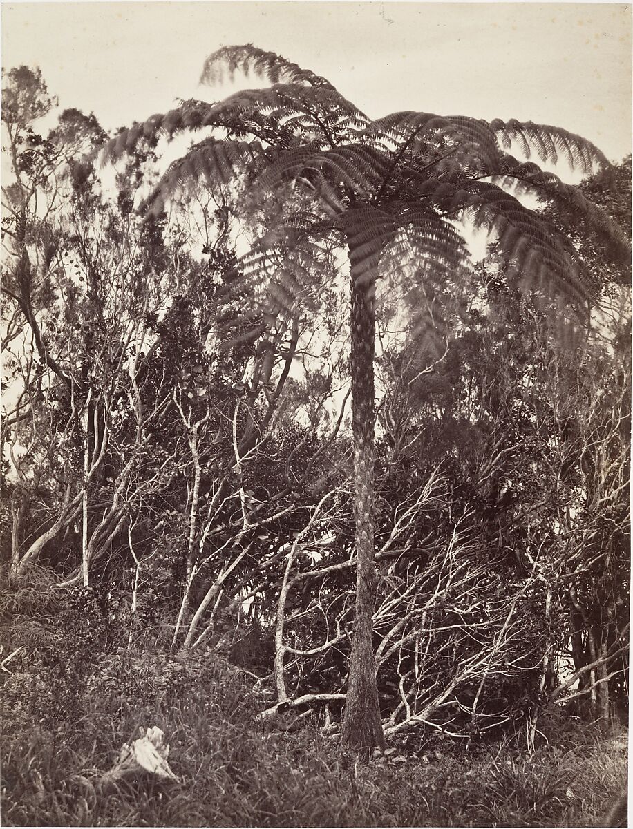Fougère arborescente, Désiré Charnay (French, 1828–1915), Albumen silver print from glass negative 