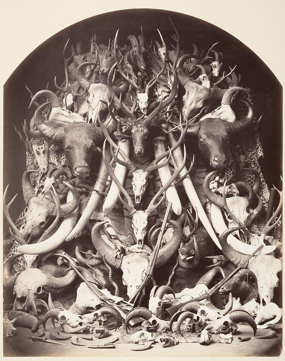 Hunting Trophies, Unknown (British), Albumen silver print 