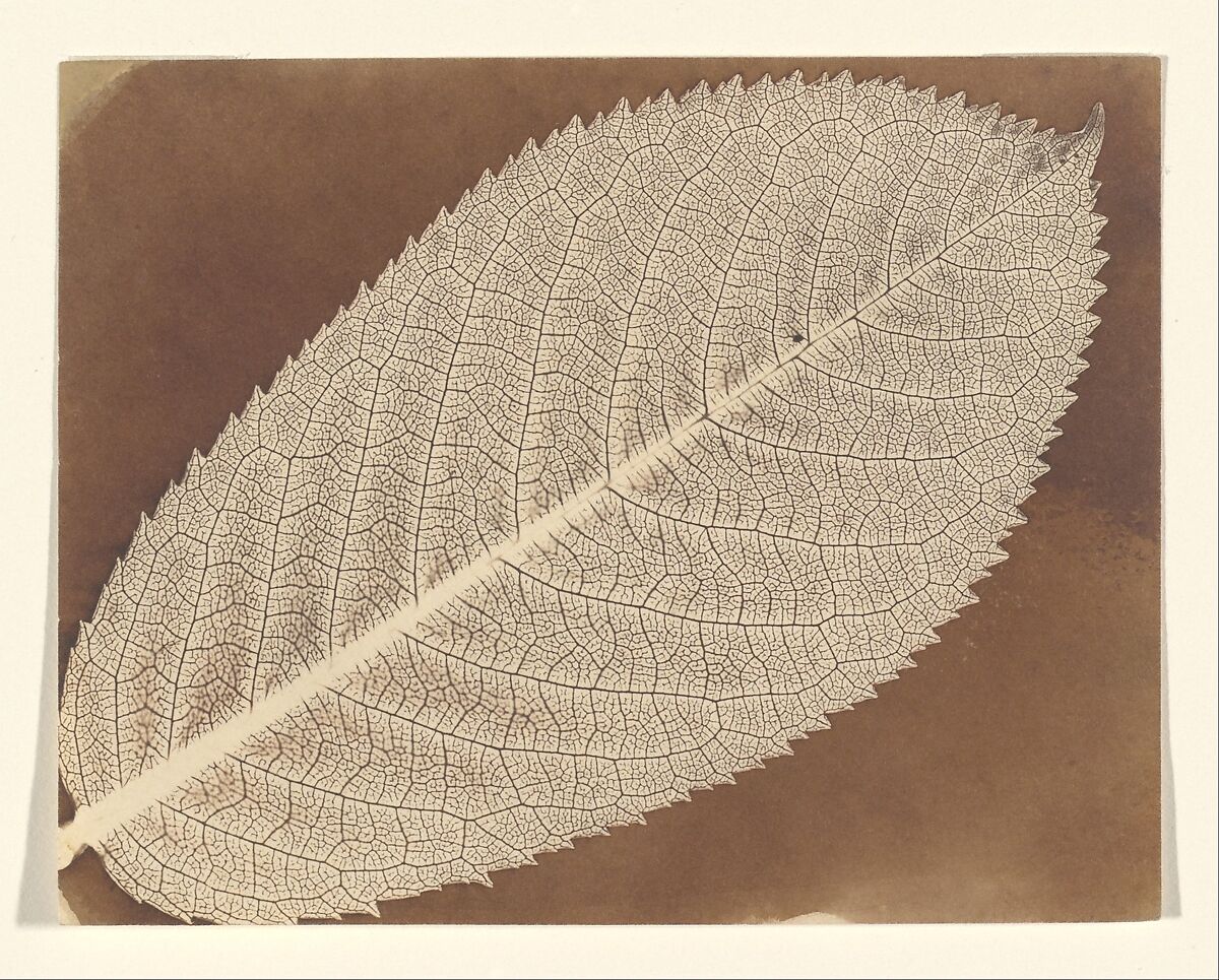 [Leaf], William Henry Fox Talbot (British, Dorset 1800–1877 Lacock), Salted paper print 