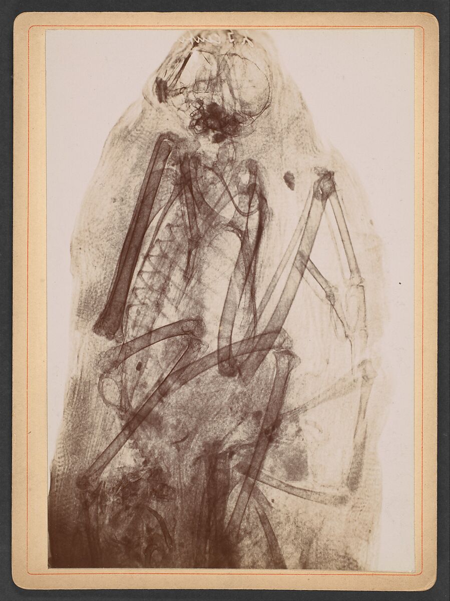 [X-Ray of the Mummy of a Raptor], Dr. Henri van Heurck (Belgian, 1838–1909), Gelatin silver print 