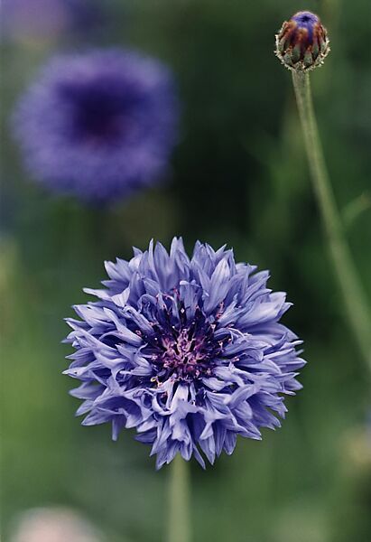 Large Cornflower—no. 47, Düsseldorf, Thomas Struth (German, born Geldern, 1954), Chromogenic print 