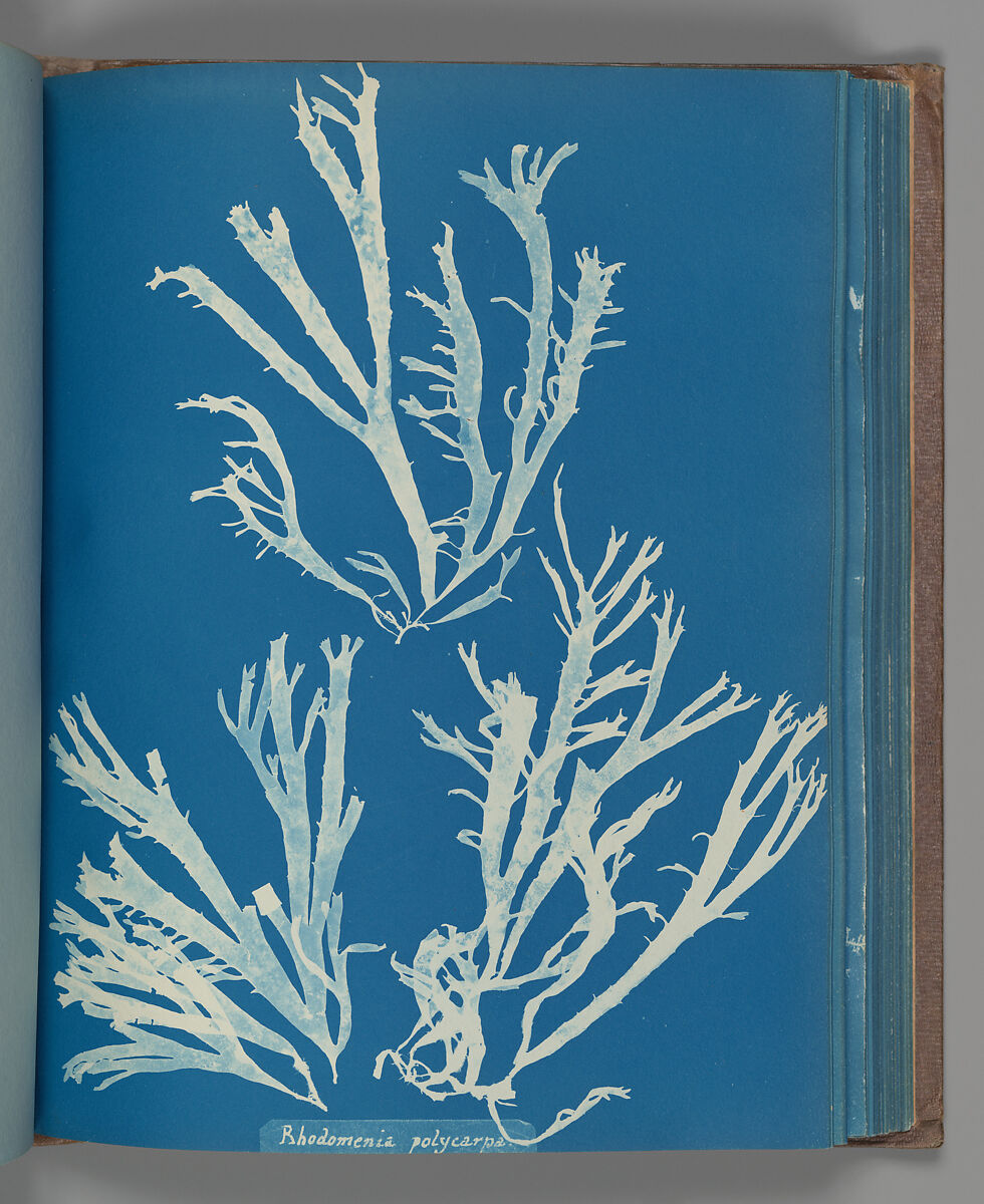 Rhodomenia Polycarpa, Anna Atkins (British, 1799–1871), Cyanotype 
