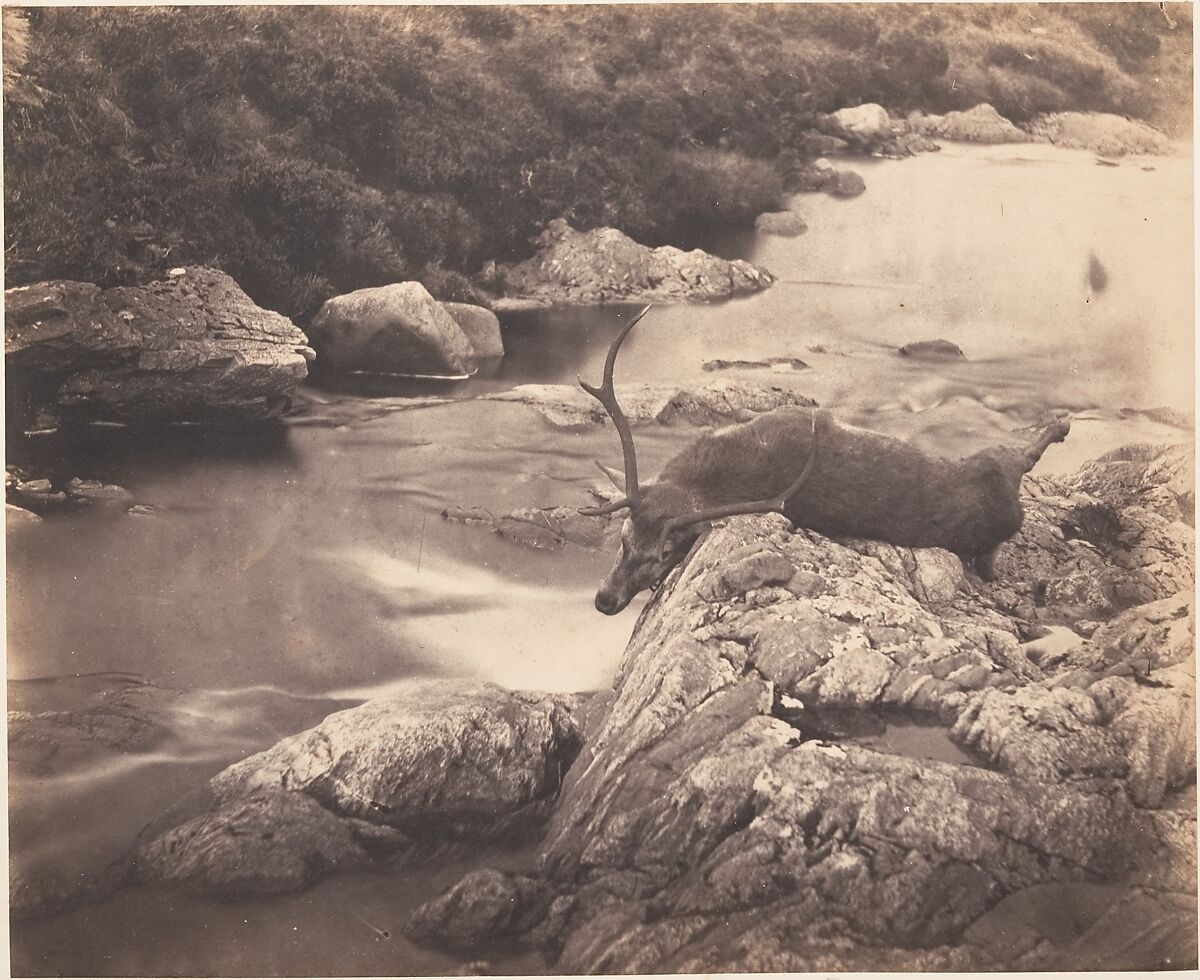 [Dead Stag], Horatio Ross (British, Rossie Castle, near Montrose, Scotland 1801–1886 Scotland), Salted paper print 