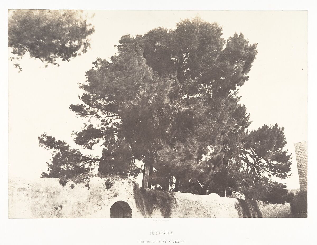 Jérusalem, Pins du Couvent arménien, Auguste Salzmann (French, 1824–1872), Salted paper print from paper negative 
