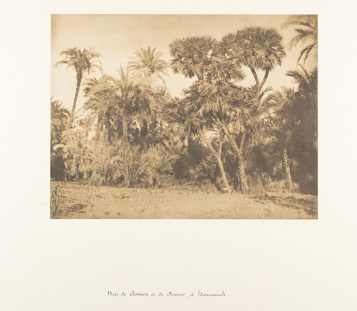 Bois de Dattiers et de Doums, à Hamarneh, Maxime Du Camp (French, 1822–1894), Salted paper print from paper negative 