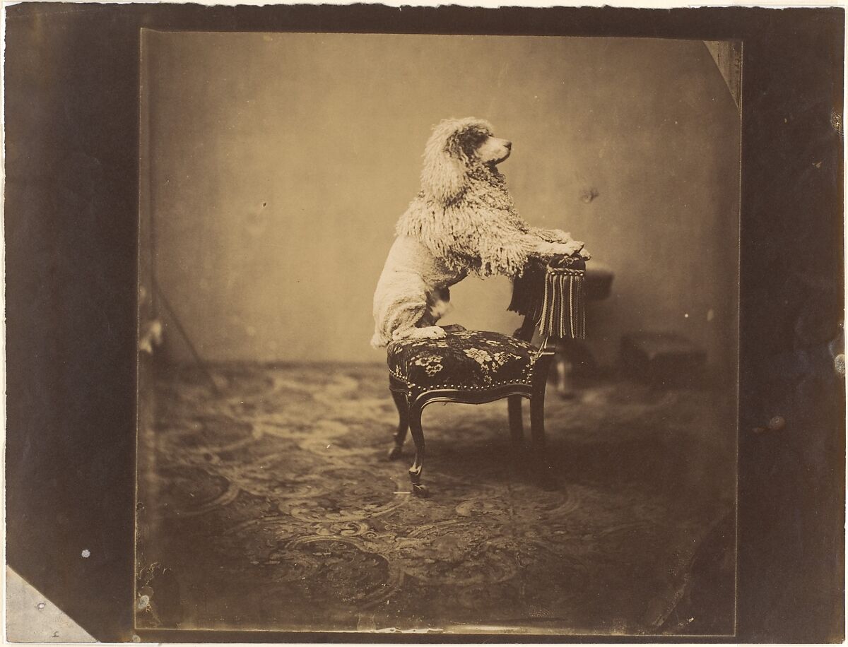 [Empress Eugénie's Poodle], André-Adolphe-Eugène Disdéri (French, Paris 1819–1889 Paris), Salted paper print from collodion glass negative 