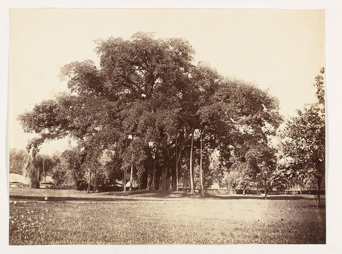 [Banian Tree in Commissioner Grote's Garden, Alipoor, Calcutta], Unknown, Albumen silver print 