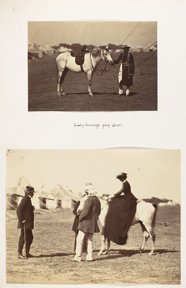 [Lady Cannings Grey Arab], Unknown, Albumen silver print