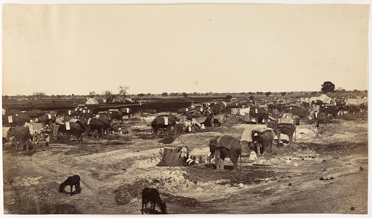[Hatti Kana-The Elephant Camp], Unknown, Albumen silver print 