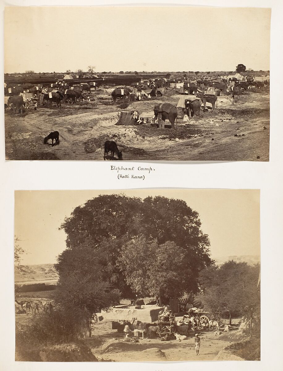 [Hatti Kana-The Elephant Camp], Unknown, Albumen silver print
