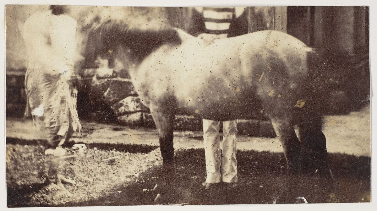 [My Pegu Pony], Unknown, Albumen silver print 