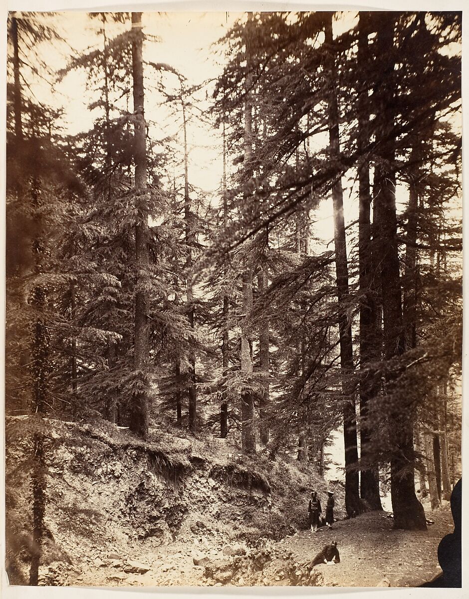 [Deodars at Annandale, Simla], Unknown, Albumen silver print 