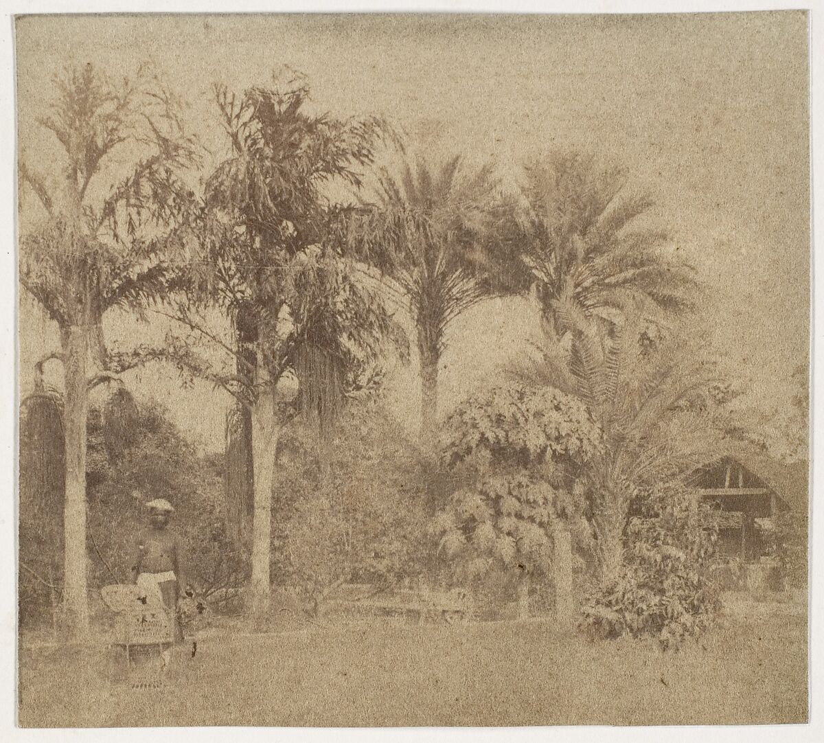 [Gardens, Government House, Allahabad], John Constantine Stanley (British, 1837–1878), Albumen silver print 