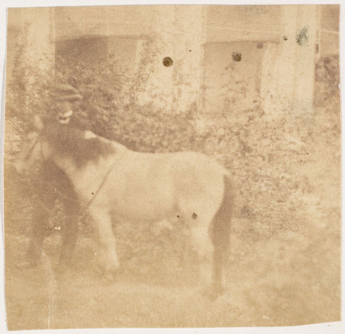 [Man and Horse, Government House, Allahabad], John Constantine Stanley (British, 1837–1878), Albumen silver print 