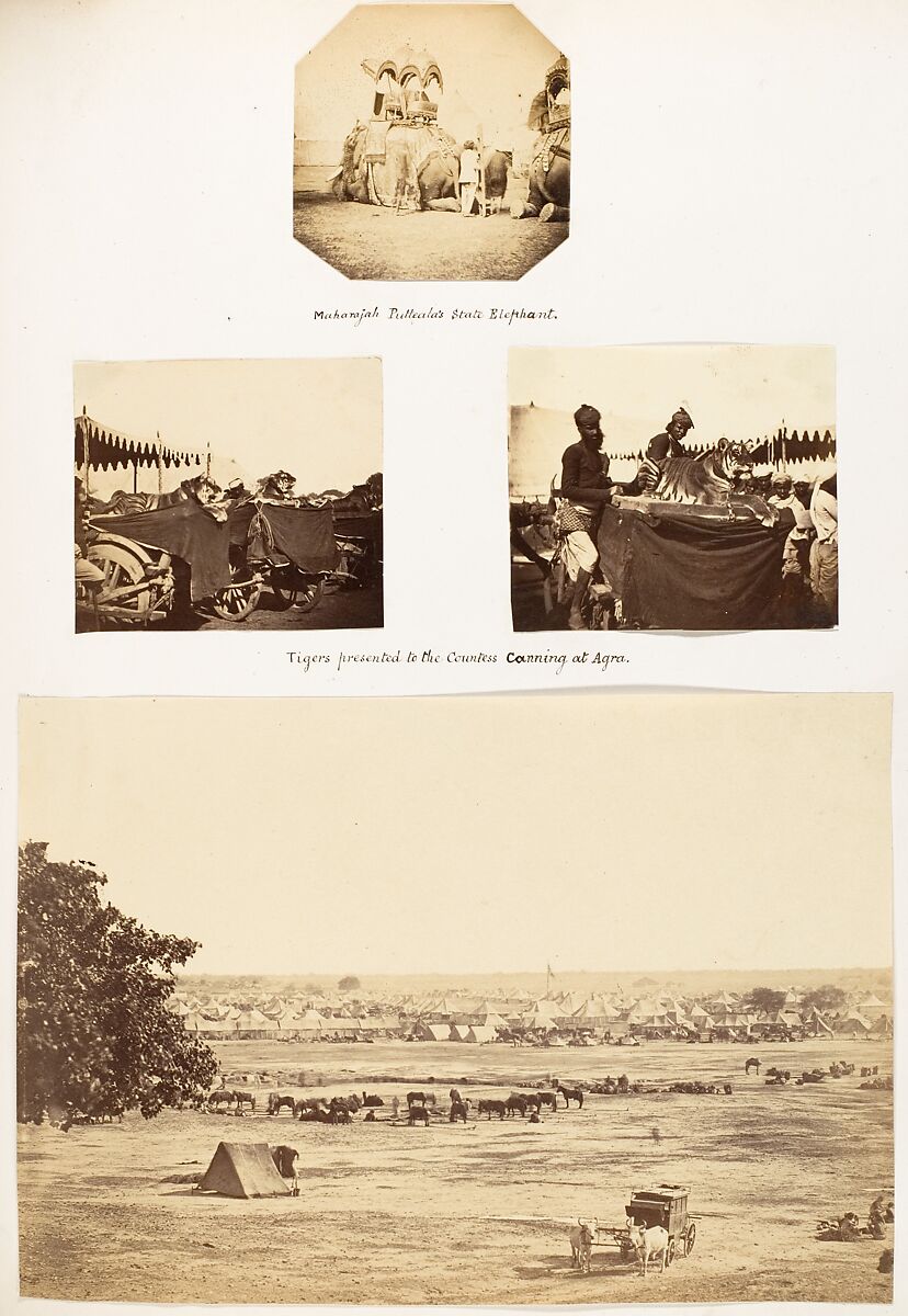 [Tigers Presented to the Countess Canning at Agra], Unknown, Albumen silver print