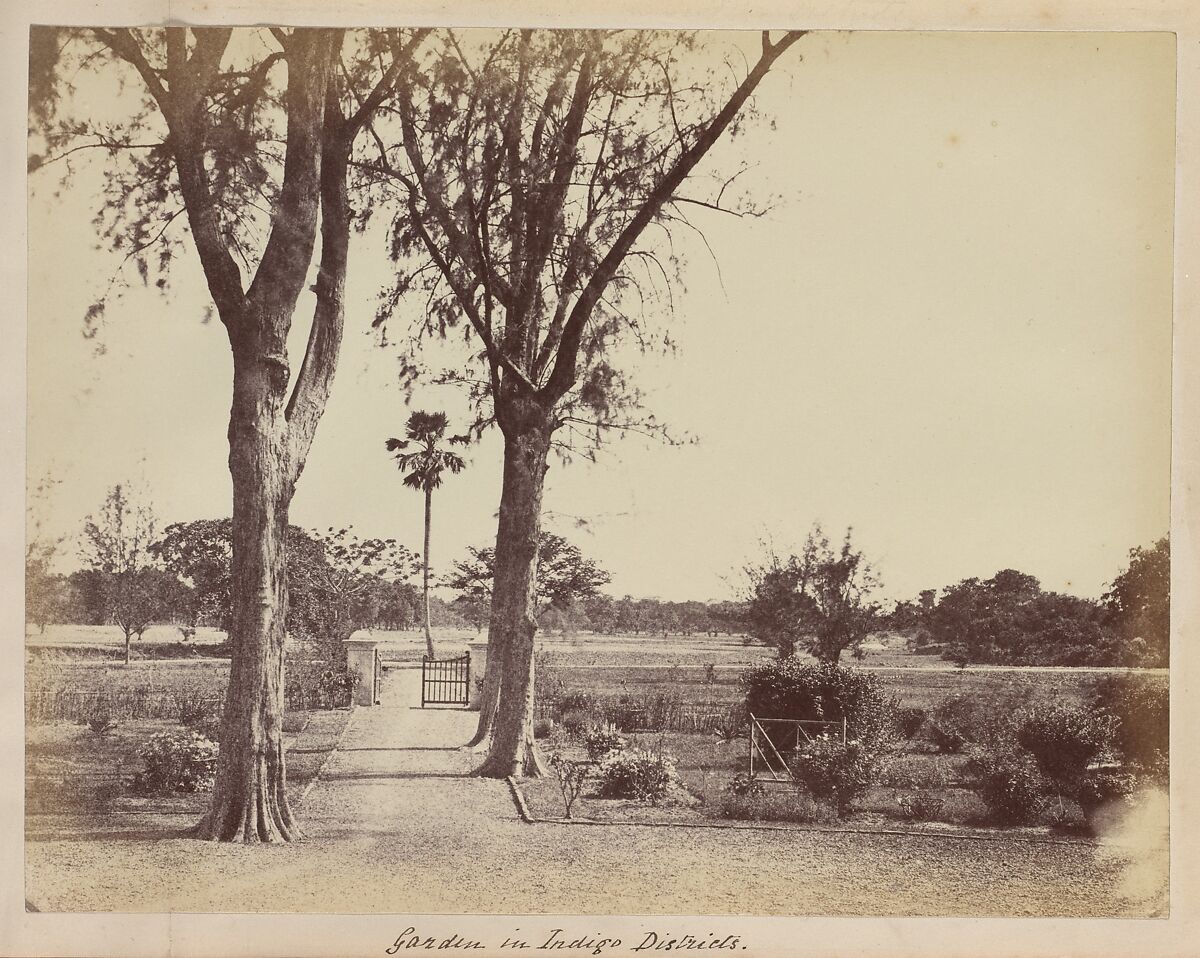 Garden in Indigo Districts, Captain R. B. Hill, Albumen silver print 