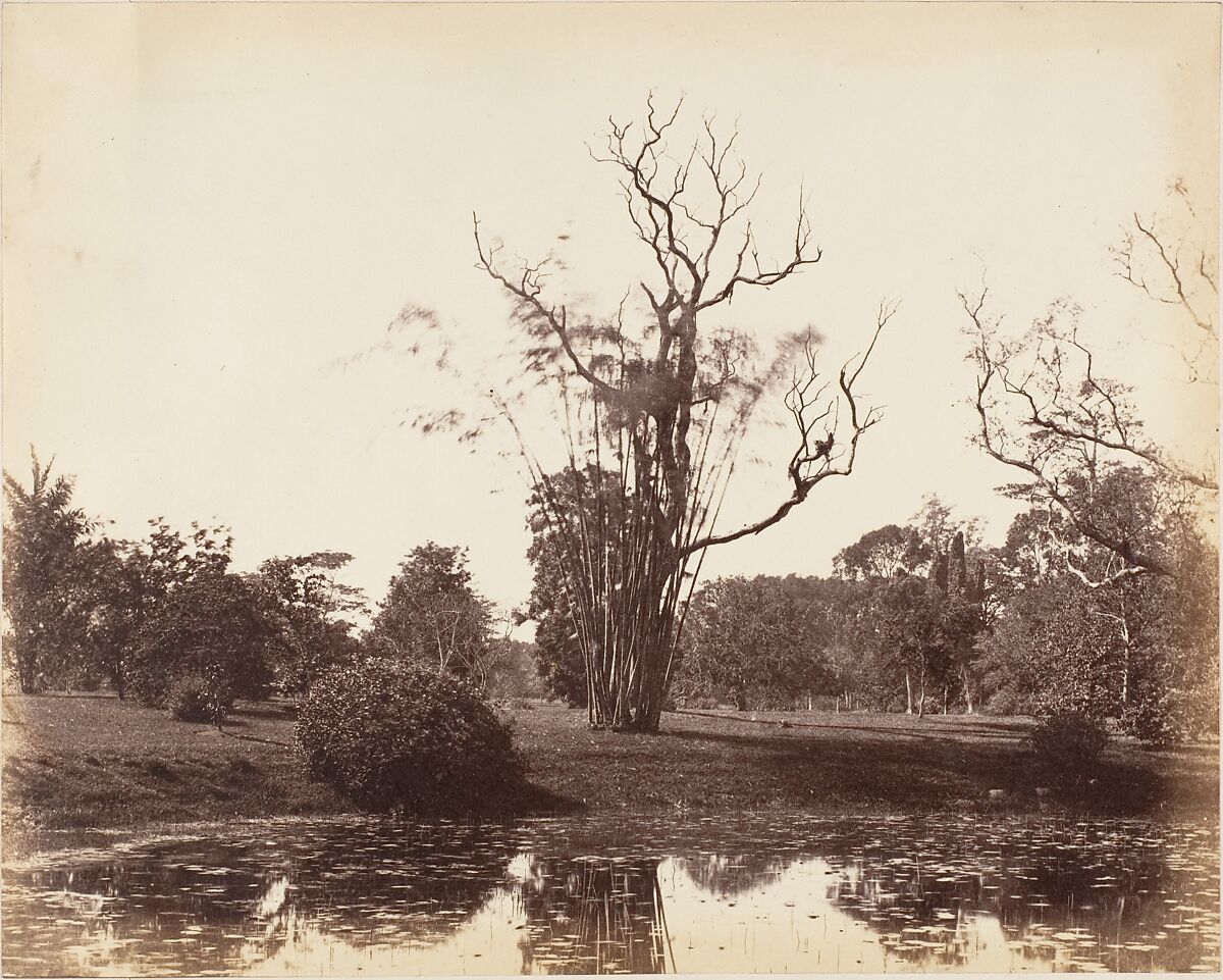[Botanical Gardens, Calcutta], Captain R. B. Hill, Albumen silver print 