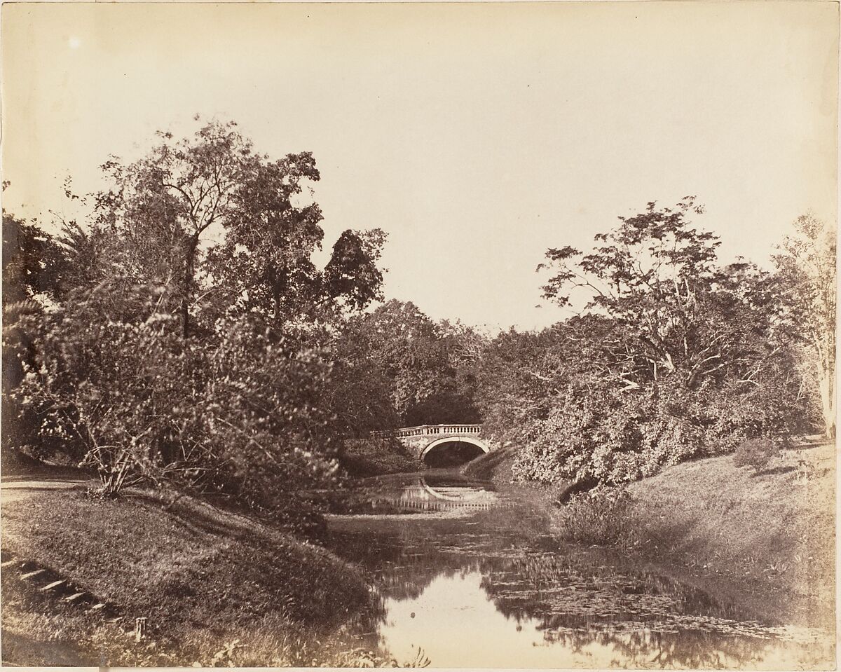 [Botanical Gardens, Calcutta], Captain R. B. Hill, Albumen silver print 