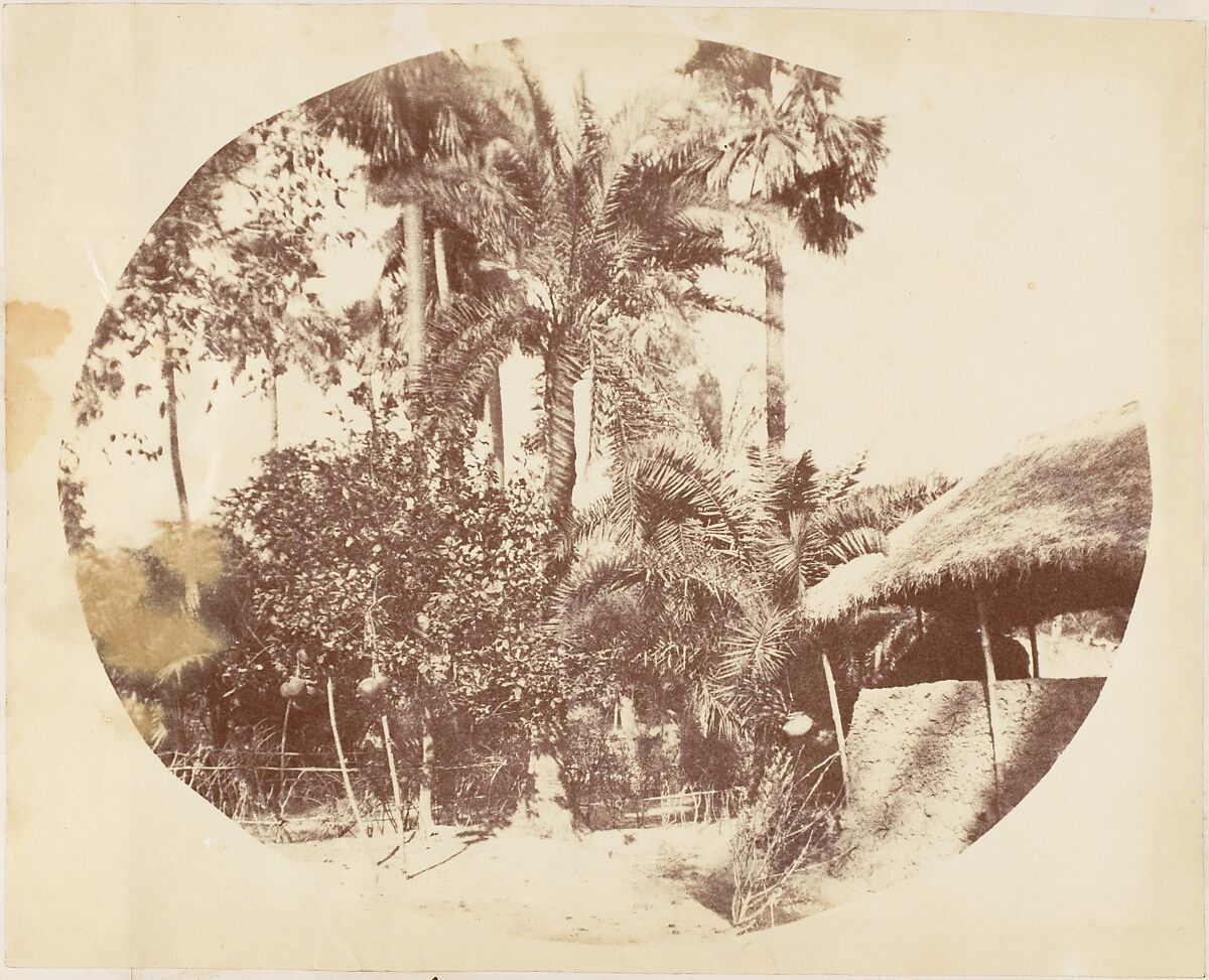 View in the Jungle, Bengal, Captain R. B. Hill, Albumen silver print 