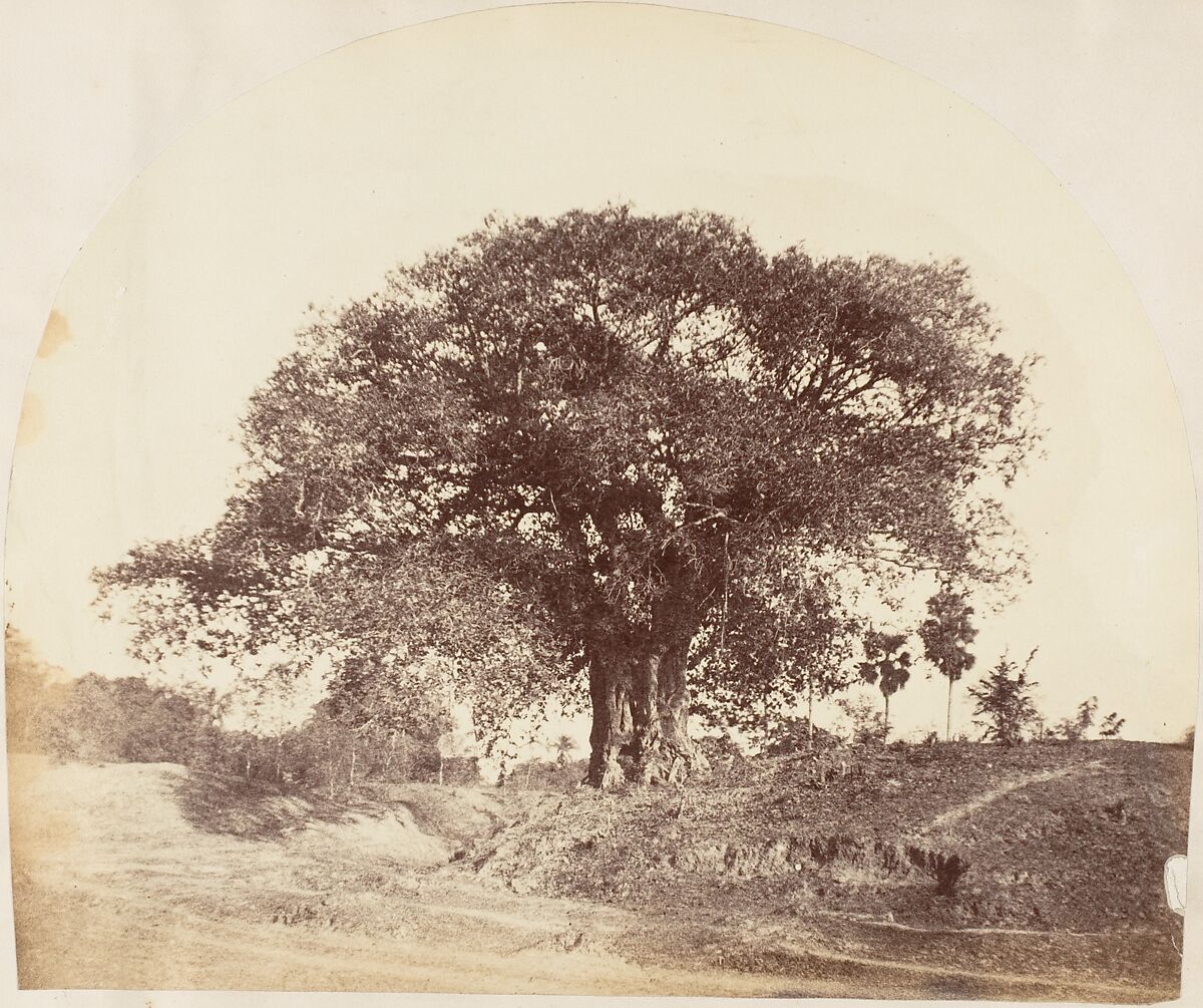 [Banian Tree], Captain R. B. Hill, Albumen silver print 
