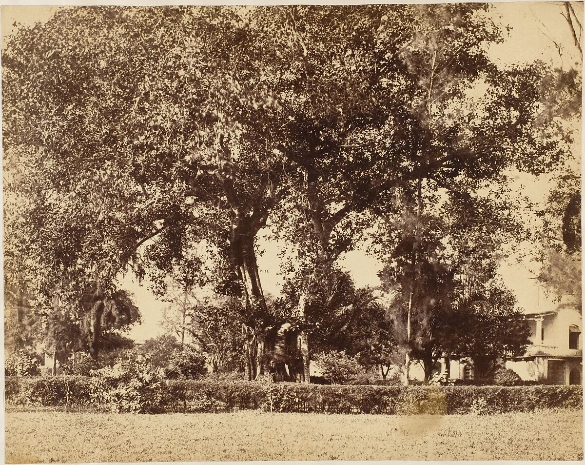 View From Our Garden, Dum Dum, Captain R. B. Hill, Albumen silver print 