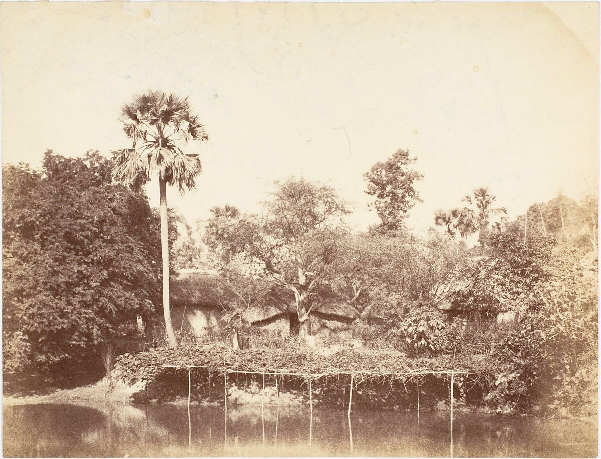 [View of the Jungle, Bengal], Captain R. B. Hill, Albumen silver print 