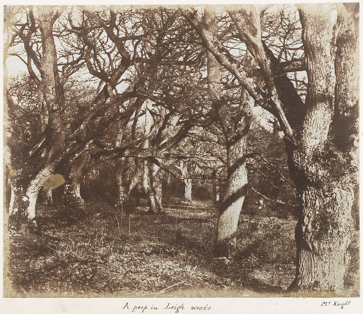 A Peep in Leigh Woods, James Knight (British), Salted paper print 