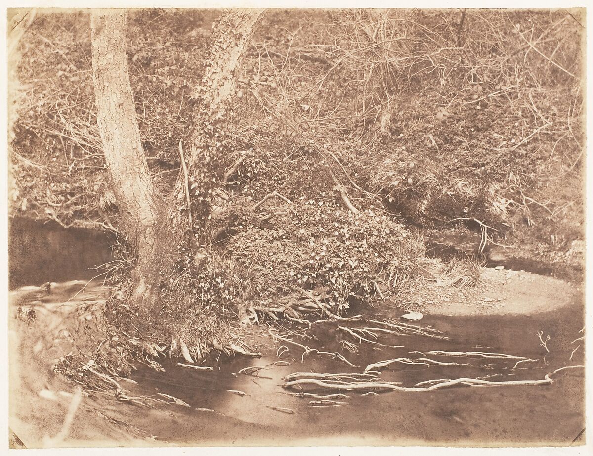 [Tree and Brush in Creek Scene], John Dillwyn Llewelyn (British, Swansea, Wales 1810–1882 Swansea, Wales), Salted paper print 