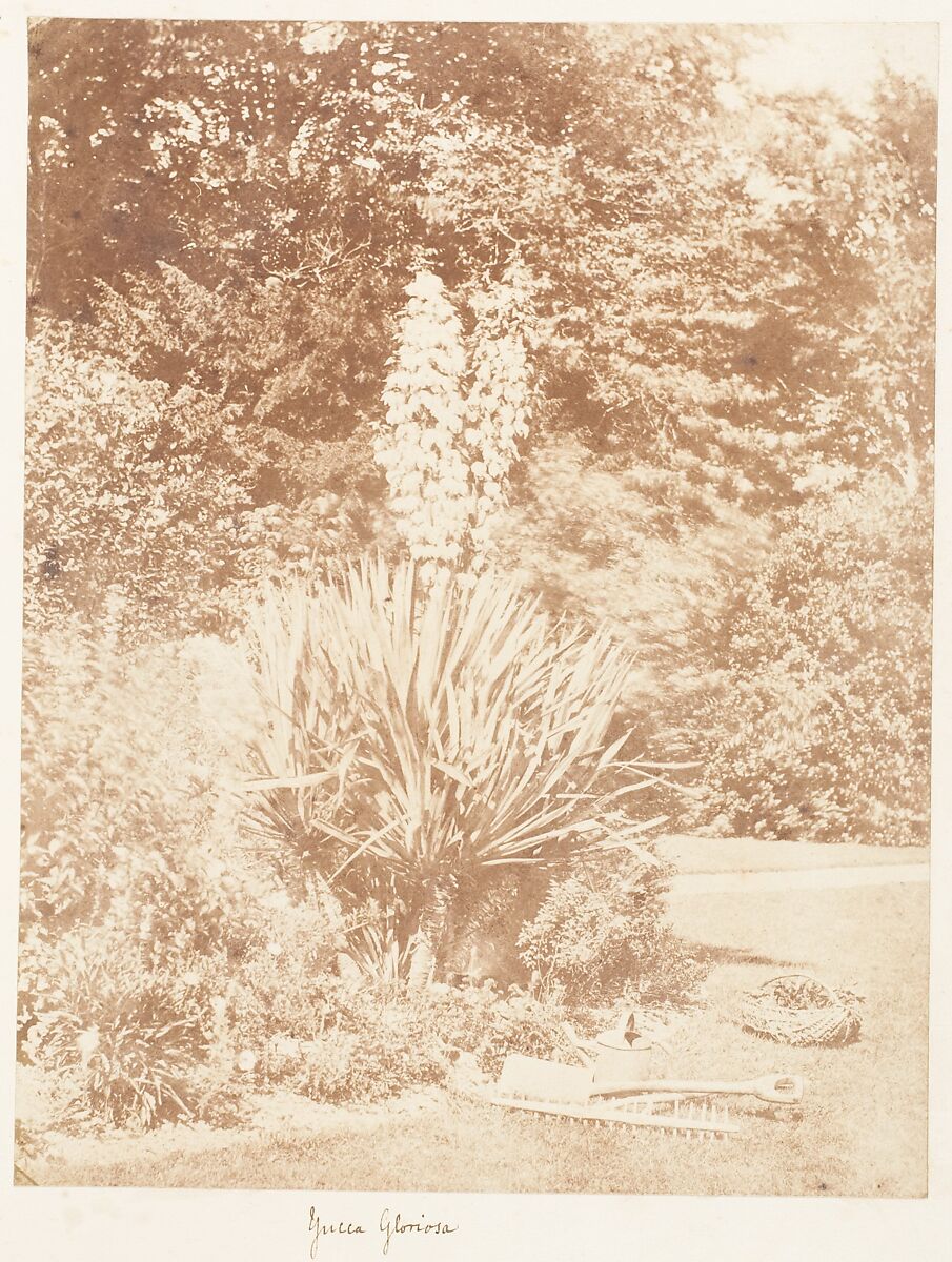 Yucca Gloriosa, John Dillwyn Llewelyn (British, Swansea, Wales 1810–1882 Swansea, Wales), Salted paper print 
