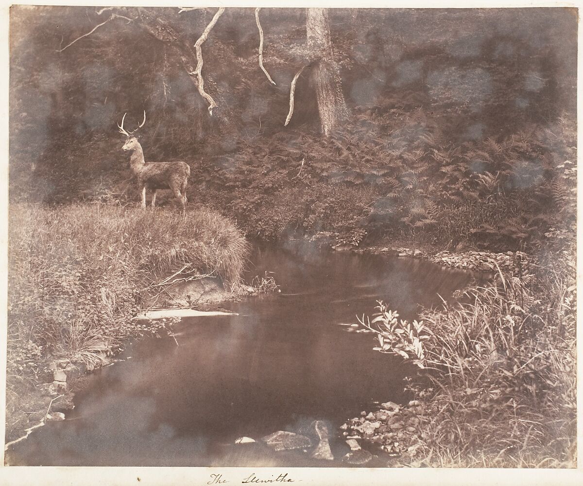 The Lewitha, John Dillwyn Llewelyn (British, Swansea, Wales 1810–1882 Swansea, Wales), Albumen silver print 