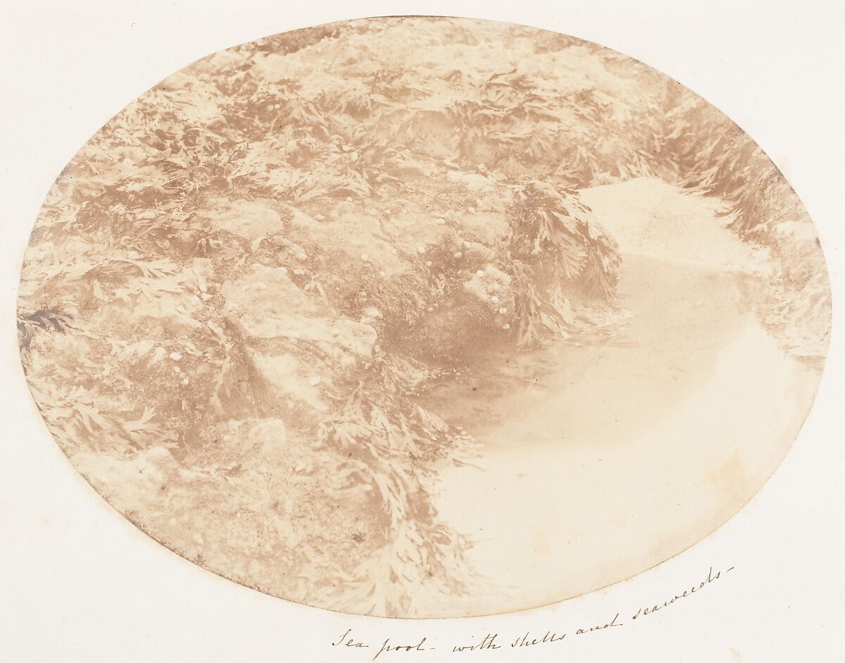Sea Pool with Shells and Seaweeds, John Dillwyn Llewelyn (British, Swansea, Wales 1810–1882 Swansea, Wales), Salted paper print 