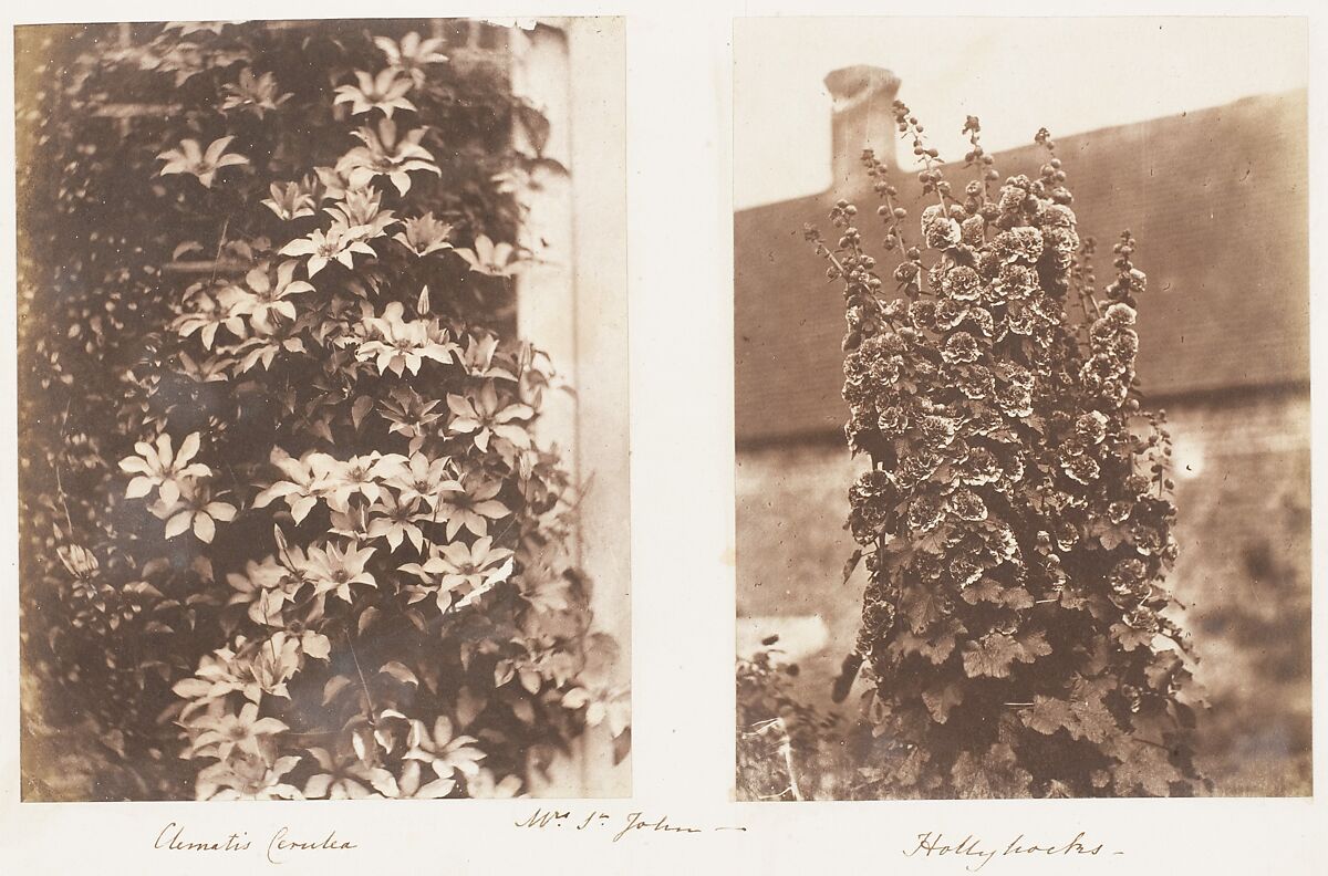 Clematis Cerulea; Hollyhocks, Jane Martha St. John (British, Coln St. Aldwyn, Gloucestershire 1801–1882 Oakley, Hampshire), Albumen silver print 