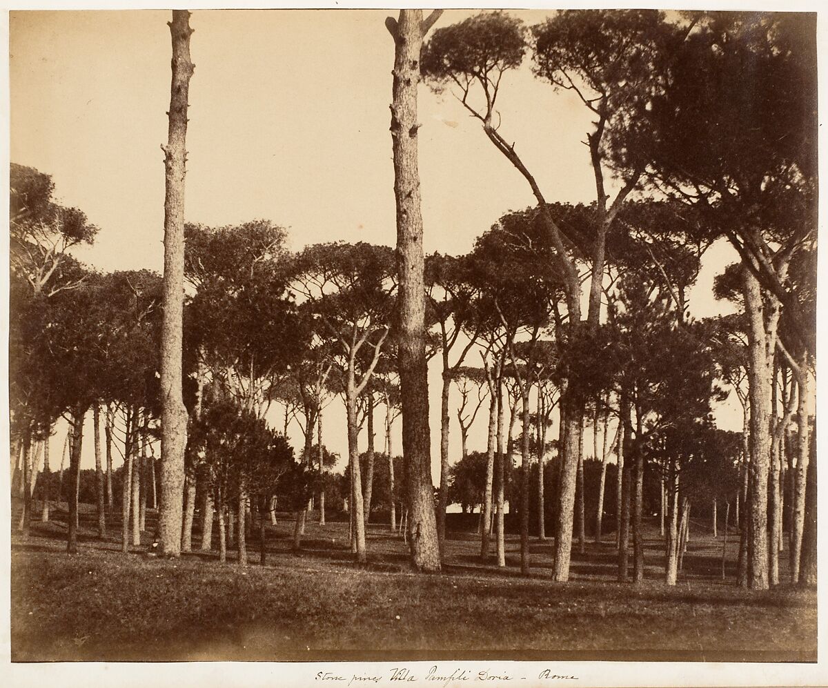 Stone Pines, Villa Pamfili Doria, Rome, Jane Martha St. John (British, Coln St. Aldwyn, Gloucestershire 1801–1882 Oakley, Hampshire), Albumen silver print from paper negative 