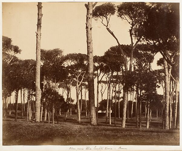 Stone Pines, Villa Pamfili Doria, Rome