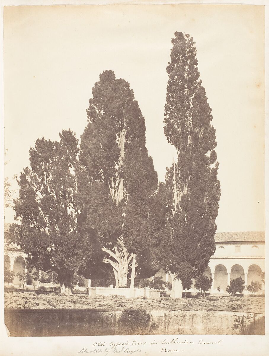Old Cypress Trees in Carthusian Convent, Rome, Possibly by Jane Martha St. John (British, Coln St. Aldwyn, Gloucestershire 1801–1882 Oakley, Hampshire), Albumen silver print 