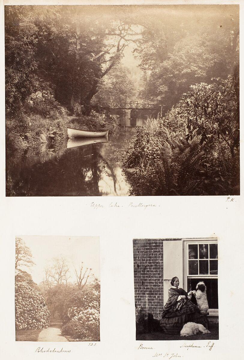 Upper Lake, Penllengare; Rhododendrons; Brome, Morphine Tuff, James Knight (British), Albumen silver print; salted paper print 