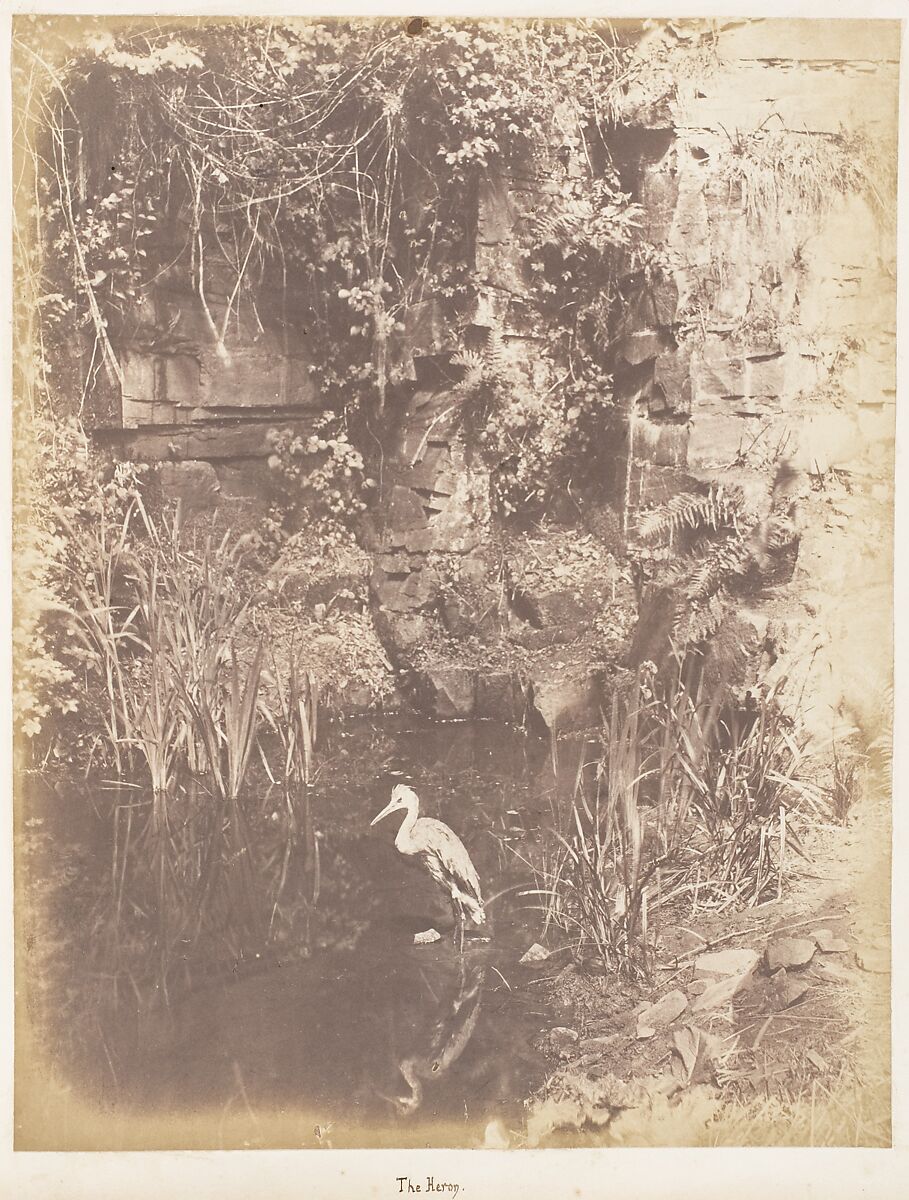 The Heron, John Dillwyn Llewelyn (British, Swansea, Wales 1810–1882 Swansea, Wales), Salted paper print 