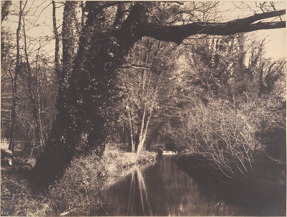 Parc de Courances, Eugène Cuvelier (French, 1837–1900), Salted paper print from paper negative 