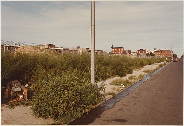 [Fence with Overgrown Weeds and Water in Gutter, New York City], Jerry Shore (American, 1935–1994), Chromogenic print 