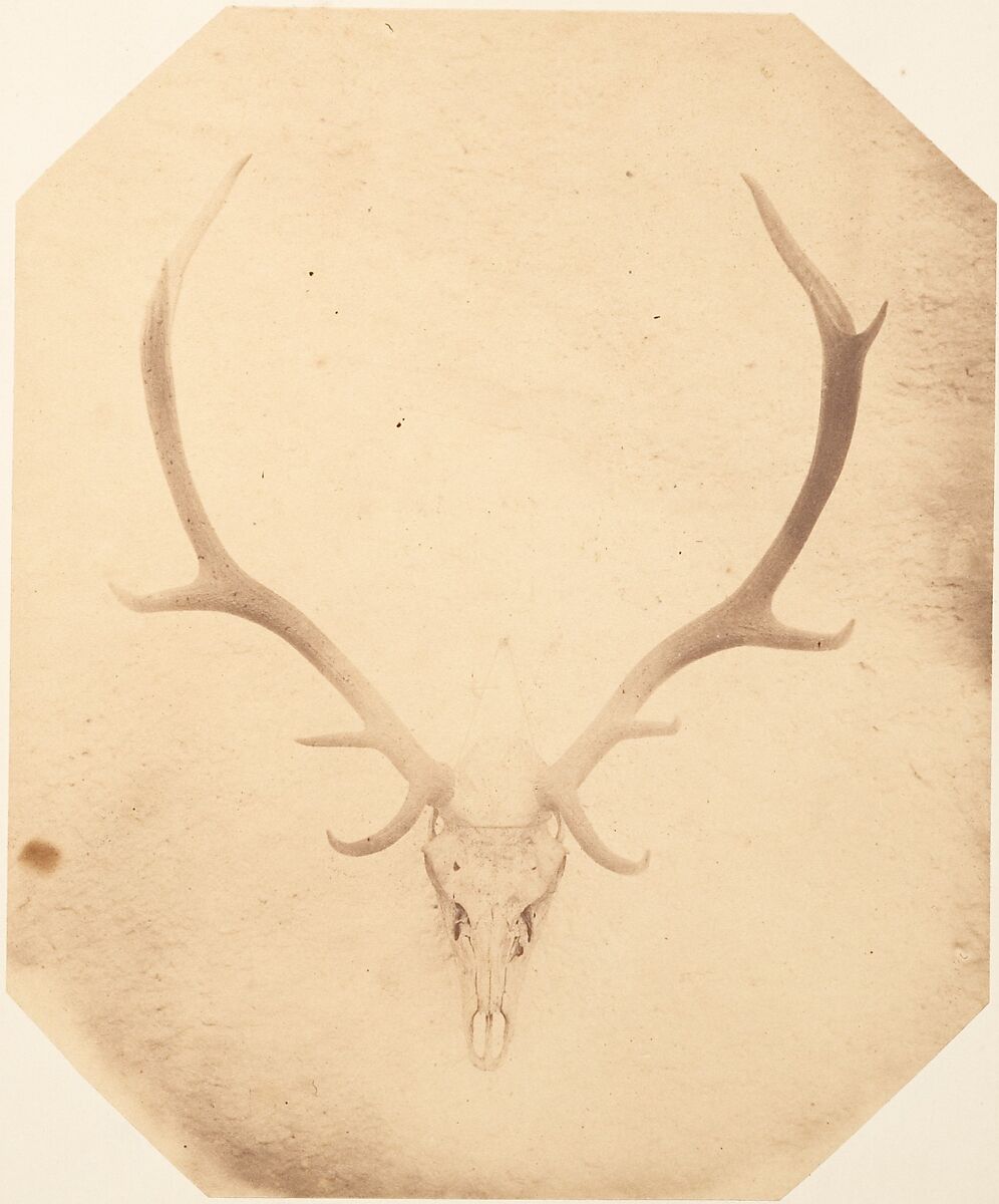 [Stag Trophy Head, Killed by Ned Ross], Horatio Ross (British, Rossie Castle, near Montrose, Scotland 1801–1886 Scotland), Albumen silver print 