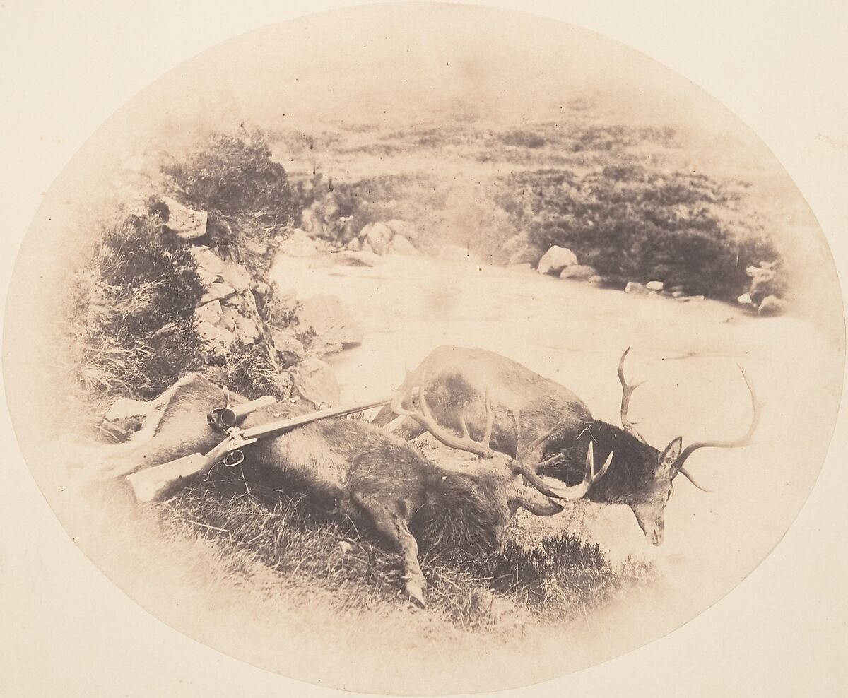 [Two Stags, One Shot by Mr. Ross and the Other by Mrs. Ross], Horatio Ross (British, Rossie Castle, near Montrose, Scotland 1801–1886 Scotland), Salted paper print 